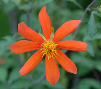 Dahlia Coccinea