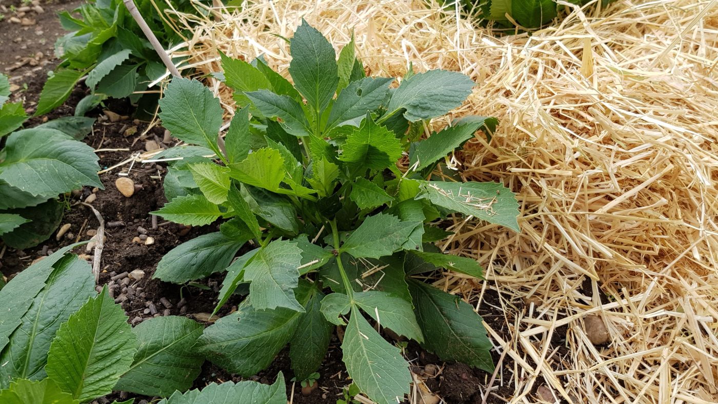 The Importance Of Mulch National Dahlia Society