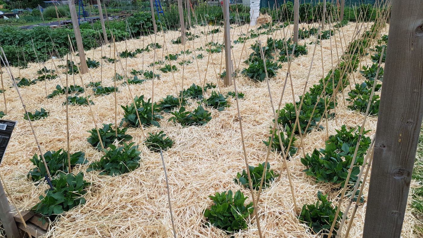 The Importance of Mulch National Dahlia Society