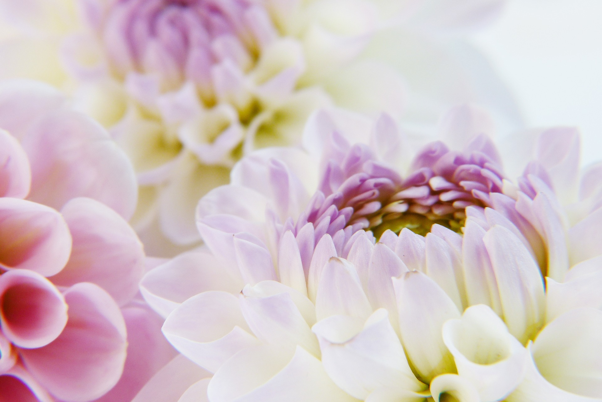 Classification - National Dahlia Society