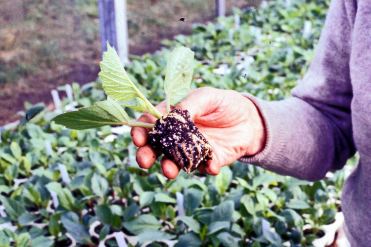 Stan Hall of Hall's of Heddon Nursery holding a rooted cutting (DS. 00933) (NDS)