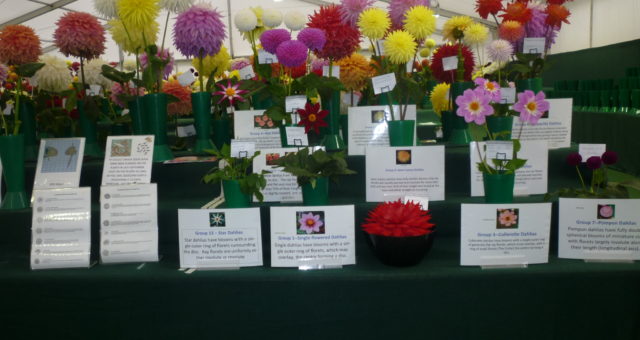 Demonstration of the various Classification and Formation of Dahlias.