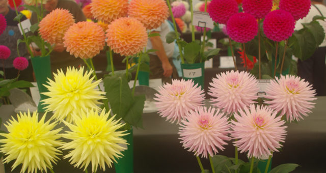 Harrogate dahlia show