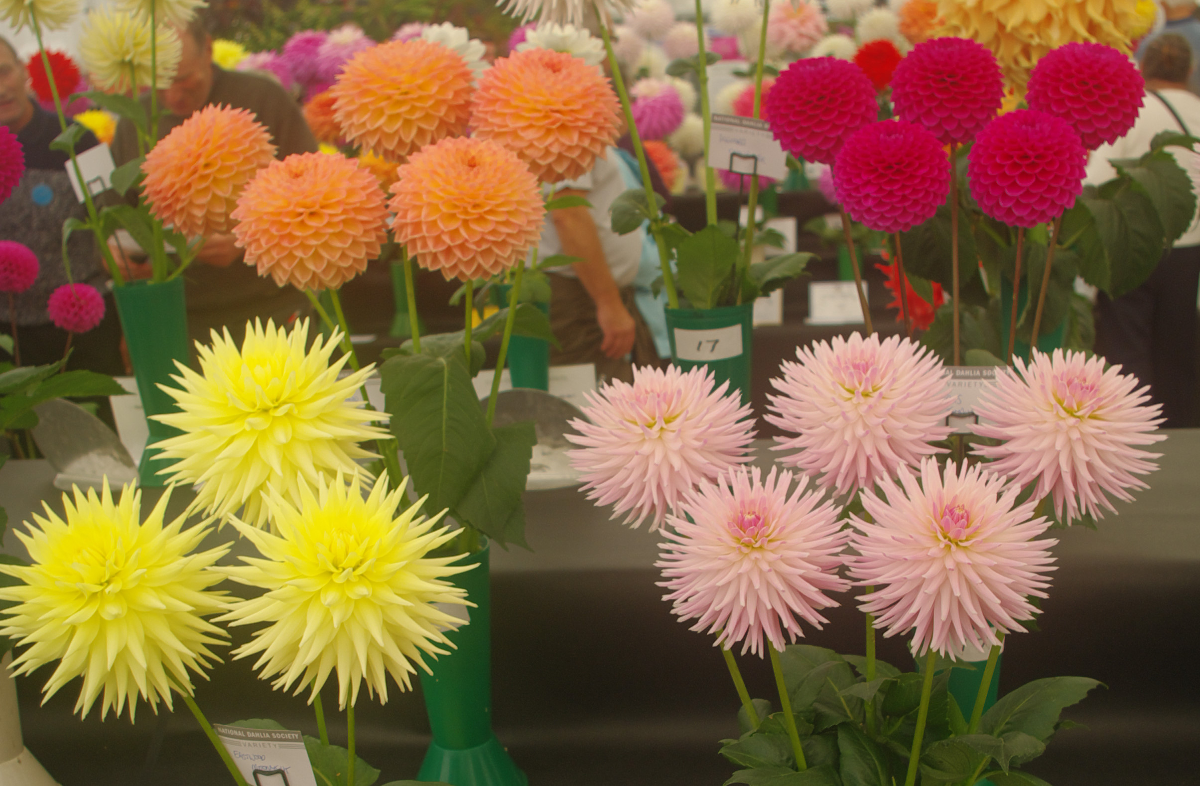 Northern Show National Dahlia Society