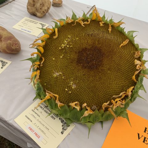 Largest Sunflower Head