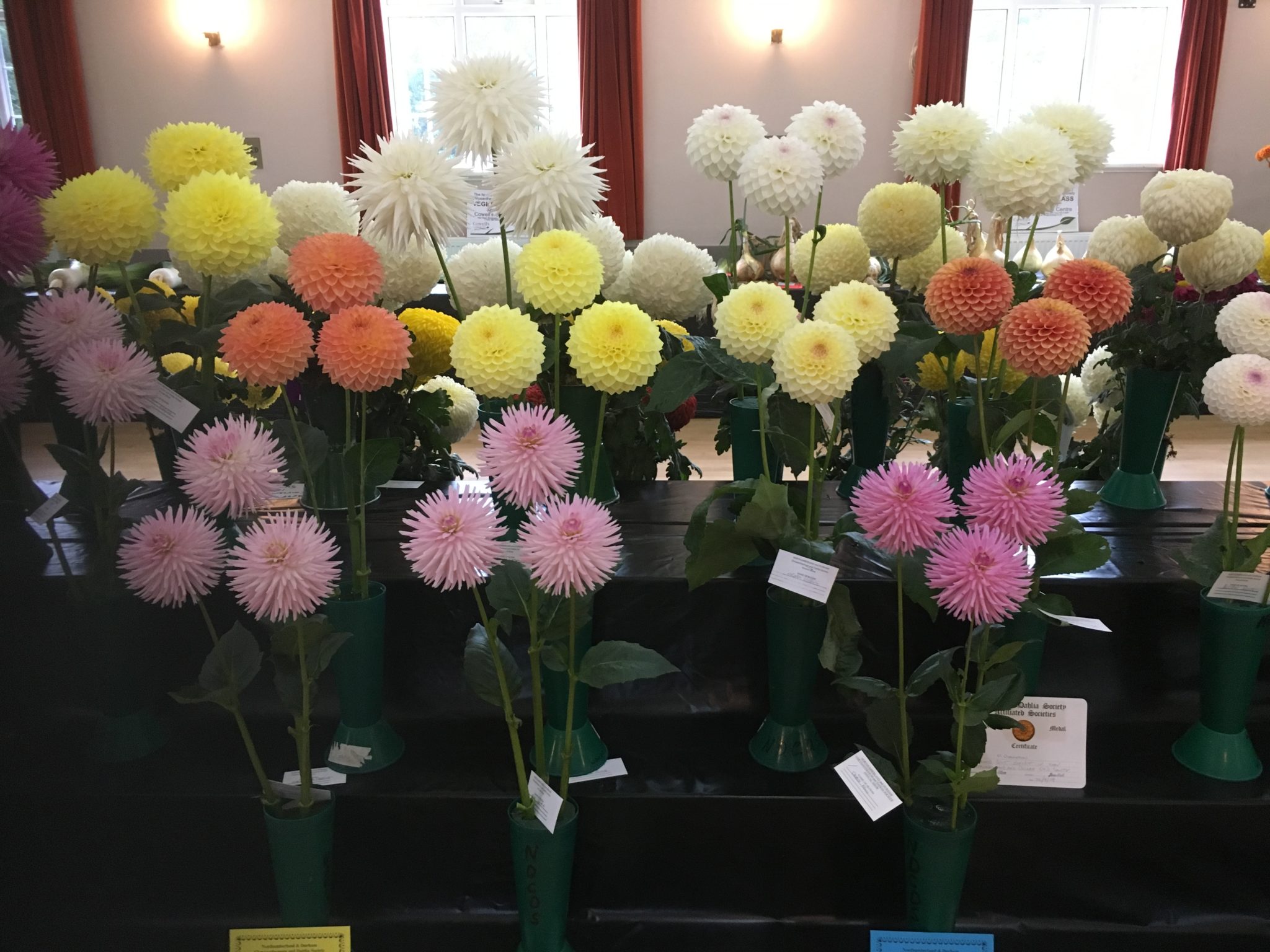 Northumberland and Durham Chrysanthemum and Dahlia Society National Dahlia Society