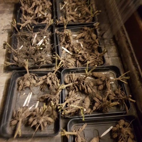 trays of dahlia tubers
