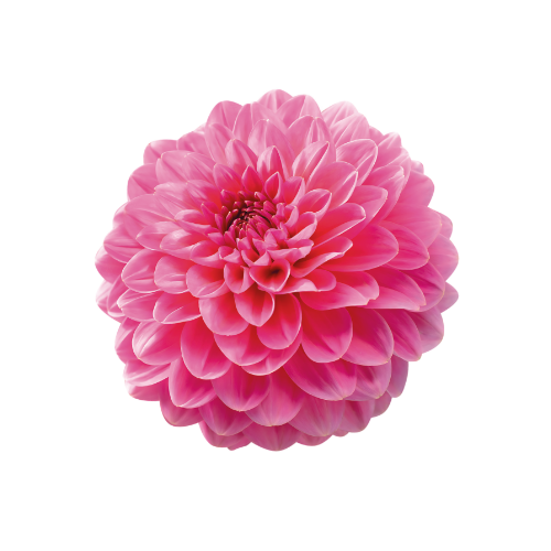 National Dahlia Society logo